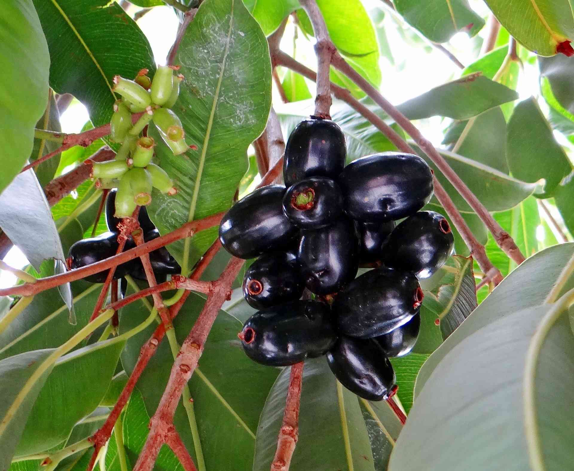 jambhul che faayde-benifits of Syzygium cumini